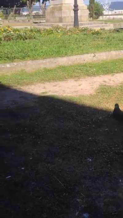 Un gorrion robando una palomita a una paloma, literalmente lo mas gracioso que he visto en mi vida