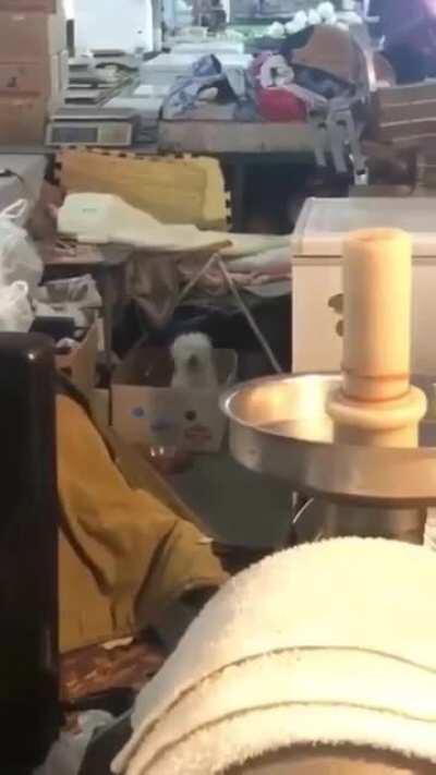 Она чувствует ритм куда лучше наших 