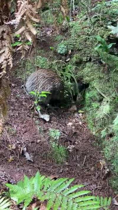 Kiwi as, incredible experience on Ulva Island