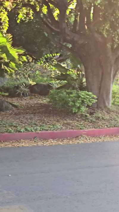 Plugged in, cuffed up, lush on max