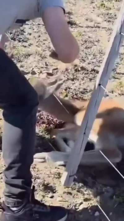 Un chulenguito quedó atrapado en un alambrado cerca de la Ruta Provincial 281 y una pareja lo liberó, después el animal insistía en quedarse con sus rescatistas