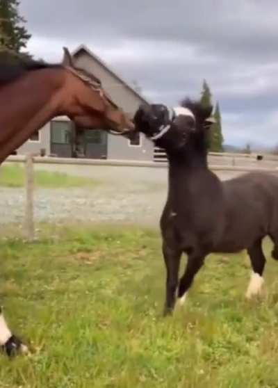 Horse helps remove his buddy's muzzle so he can eat grass too