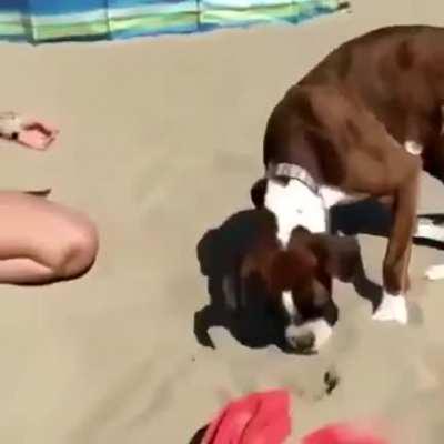 Doggo is bamboozled .