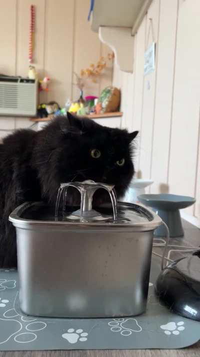 what source of water do your cats prefer? 