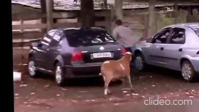 FILMING a goat on rampage up close not really a good idea