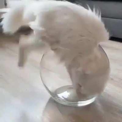 The way this kitty enters