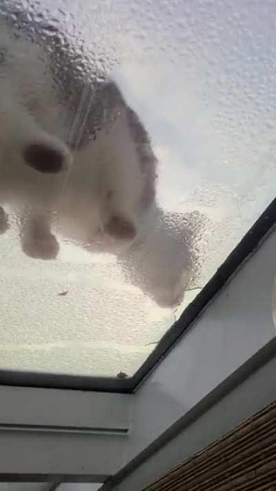 my sun porch, not my cat.