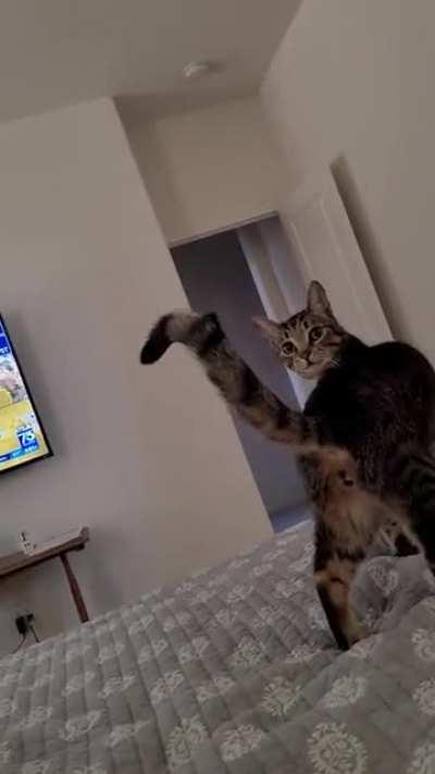 Opted for the 50/50 model. Half cat half dog.