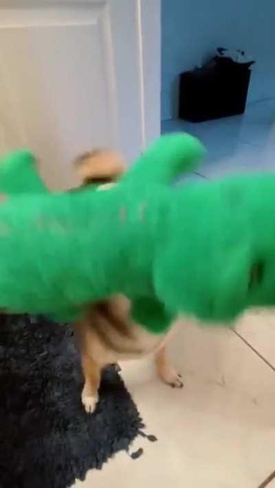 The happiest dog and gator