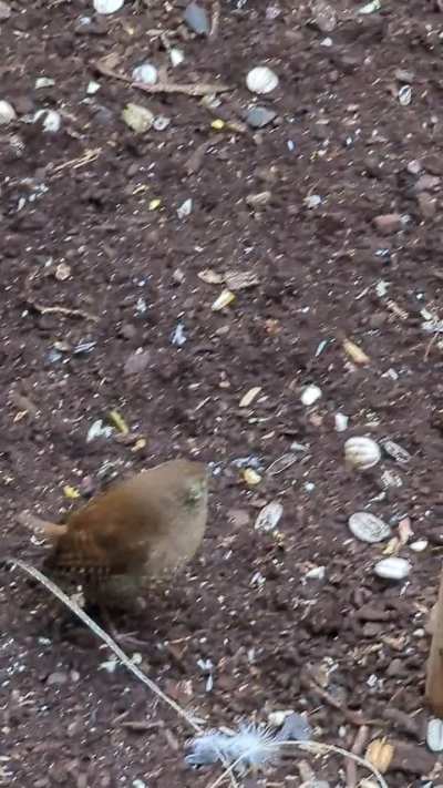 What's this birds in my Brooklyn wall?