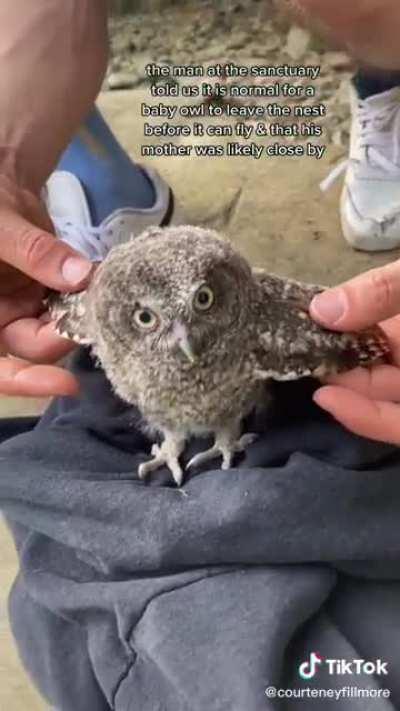A little baby owl is found on its own in the wild