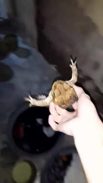 Frog noooooooo