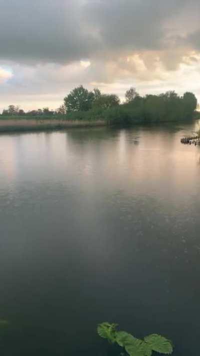 Rain, rivers and bird sounds (NL