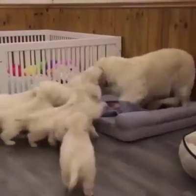 I take care of all the dogs.