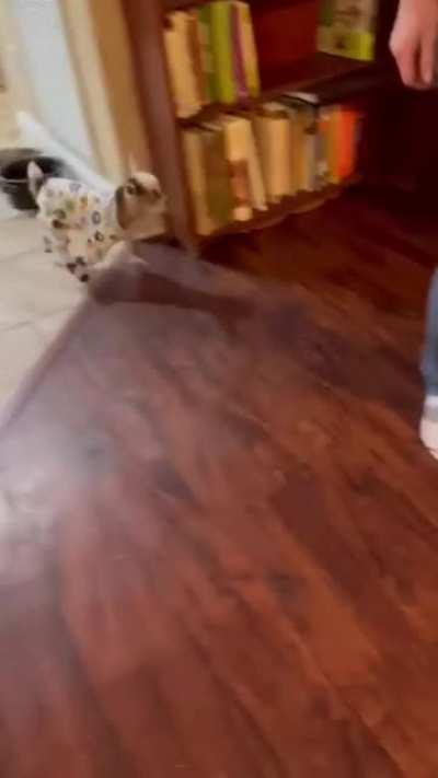 Cute Baby Goat In Pajama