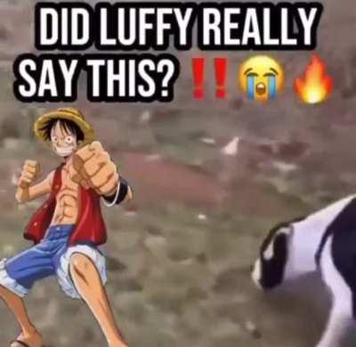 Luffy walking his dog