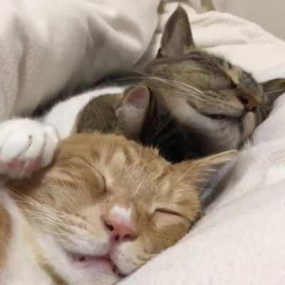 Please do not disturb