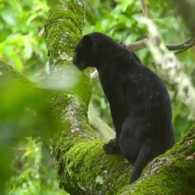 🔥 Black Panther Enjoys the Rain