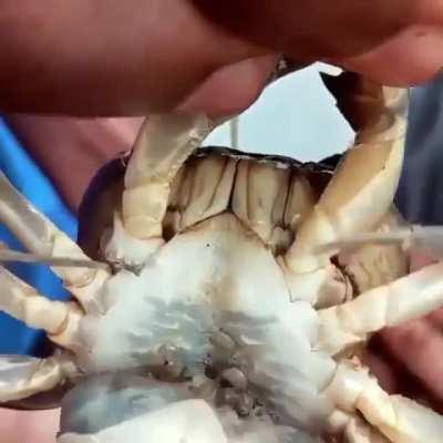 dá agonia mas é fofo