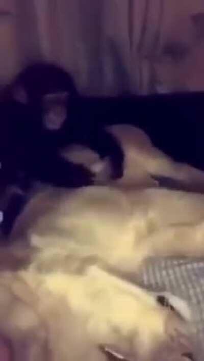 A linda história do macaco e do leão