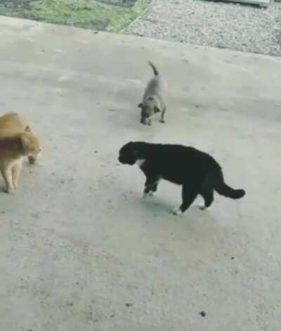 Two cats arguing and a doggo zooming