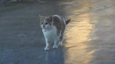 Cat on ice.