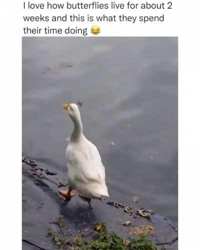 Oh, the duck is catching butterflies