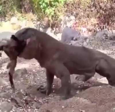 Komodo Dragon eats an entire goat in a minute.