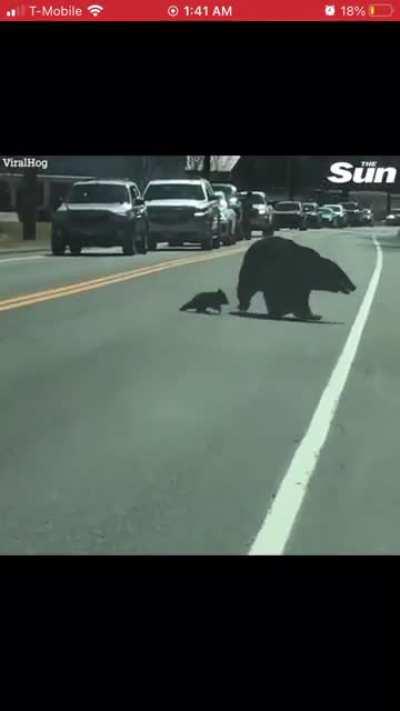 Stupidity is not exclusively human…