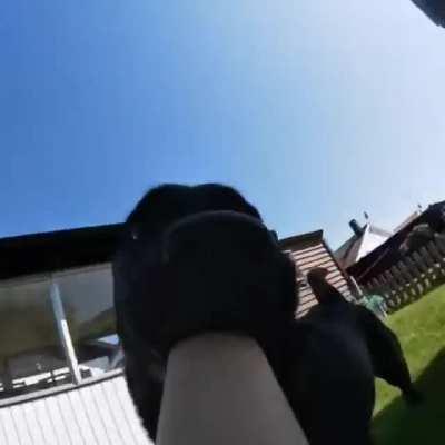 Dog gets hold of a GroPro.