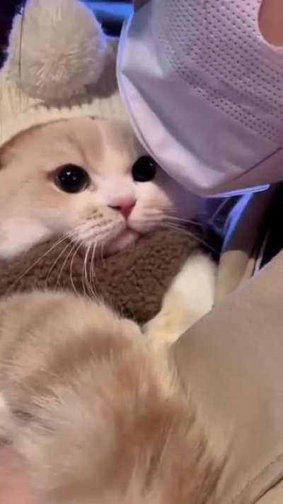 Fat cotton! Sweetie❤