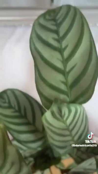 Plants have more fun