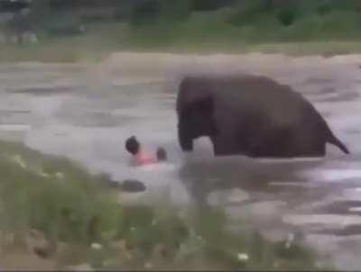 Elephant > Human