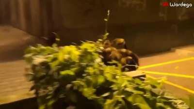 Thanks, I hate giant tiny dog spider.