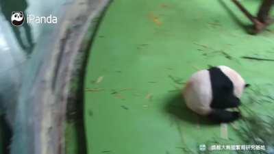 A panda a day keeps the sorrow away