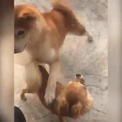 Giving pets like human does it.