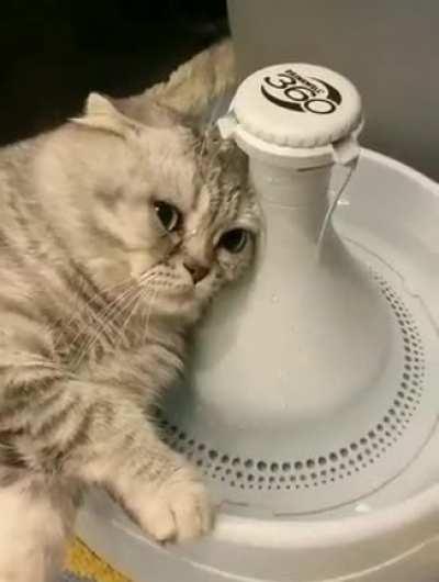 Dear diary, I want to tell you what a sad day today is