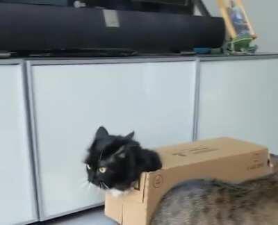 Theory of cat with cardboard armor
