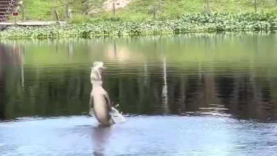 Flying a drone above a crocodile