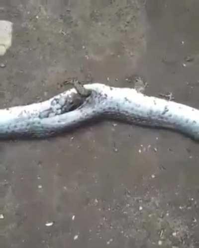 Why you should never open up a snake