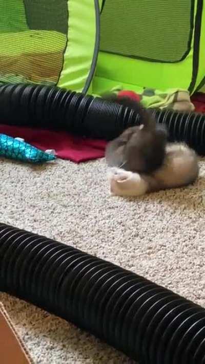 We figured out the little one is deaf today. That’s okay, Mochi, same here