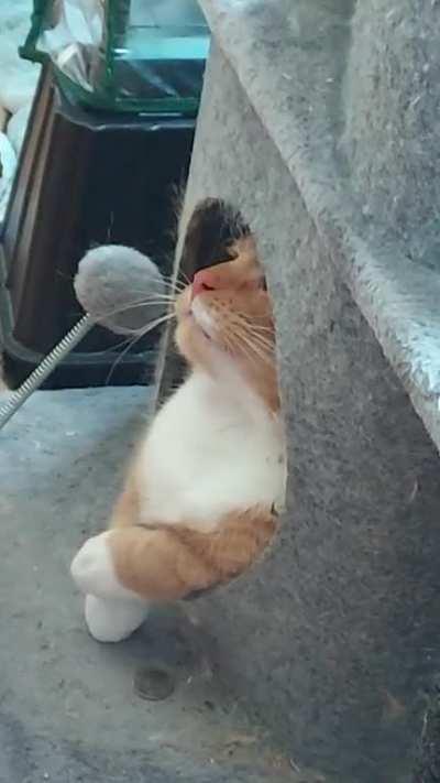 I think my 🍊 is broken... 