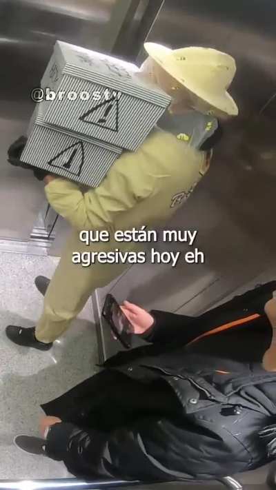 literal abejas africanas