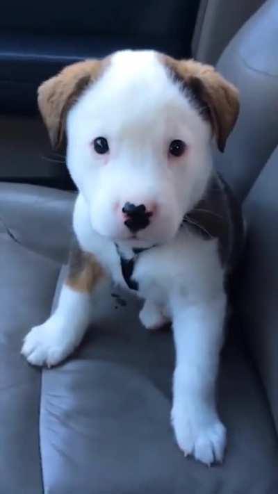 he hiccups and gets angry about it)