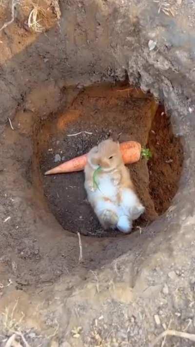 This rabbit munching and enjoying the skylight view