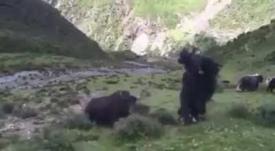 You may think a back-flip is impressive, but how about a Yak Flip?