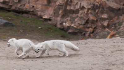 🔥 Arctic foxes playing on the beach, Svalbard [OC]