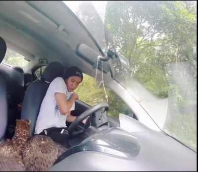 eagle crashes through car window