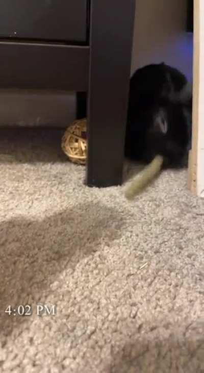 He loves these new treats