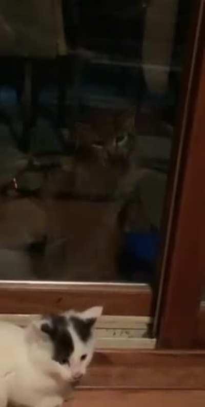 The momma cat got pissed lmao